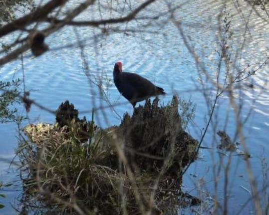 A typical bird - water hen